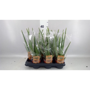 Aloe vera