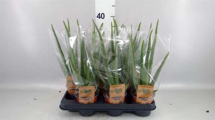 <h4>Aloe vera</h4>