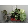 Calathea