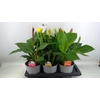 Canna  'Cannova'   ...mix