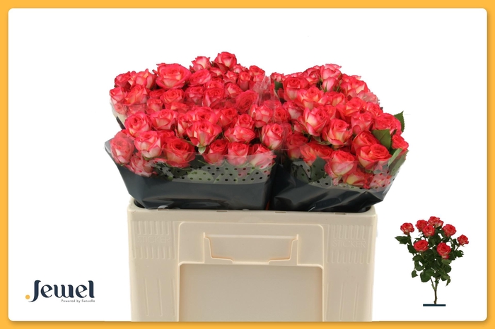 <h4>R TR SUMMER DANCE</h4>