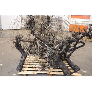 Perenboom Stam Xxl Super Pst 250cm