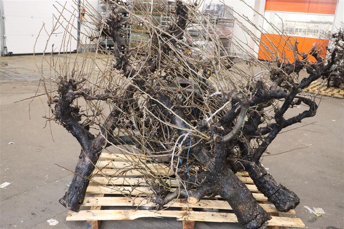 <h4>Perenboom Stam Xxl Super Pst 250cm</h4>