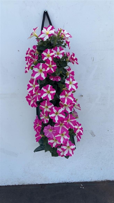 <h4>Overig perkplanten</h4>