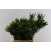 Pinus Mugo P Pak