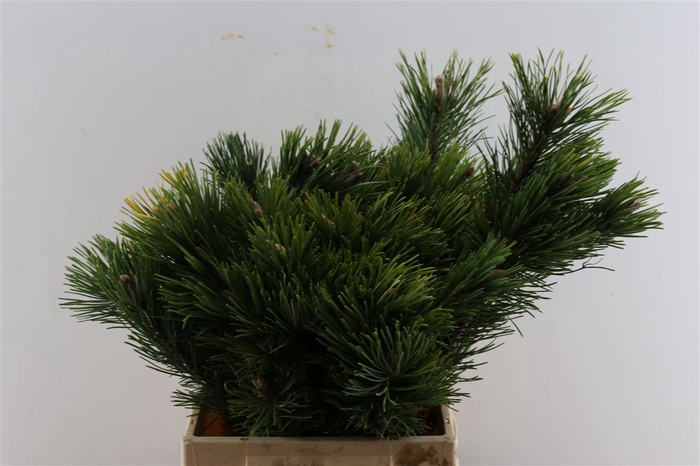 Pinus Mugo P Pak