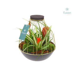 Vogelkooi metaal goudzwart Large met Bromelia