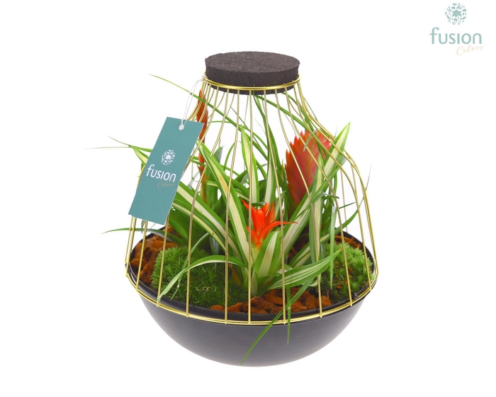 <h4>Vogelkooi metaal goudzwart Large met Bromelia</h4>