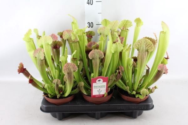 <h4>Sarracenia   ...</h4>