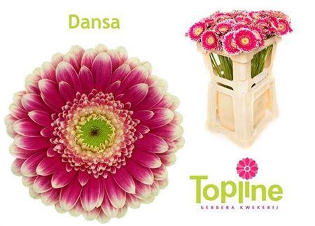 <h4>Ge Mi Dansa</h4>