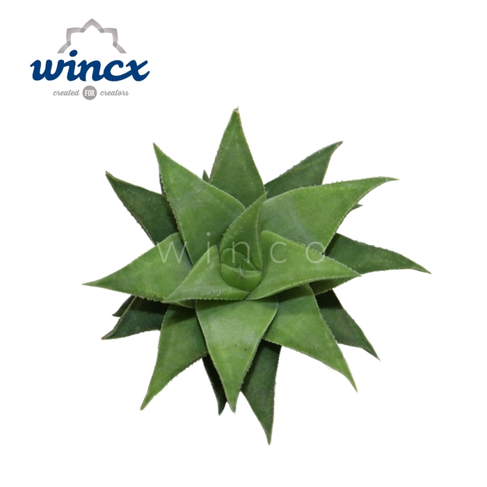 <h4>Haworthia Baylissi Cutflower Wincx-5cm</h4>