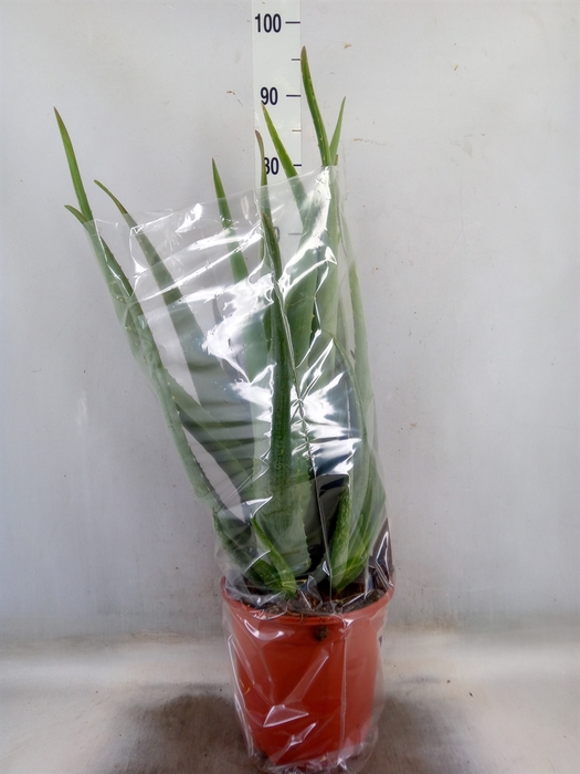 <h4>Aloe vera</h4>
