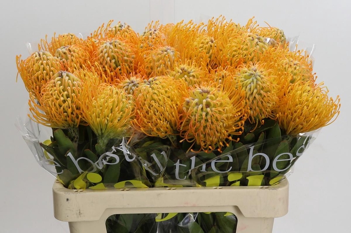 <h4>Nutans Jelena</h4>