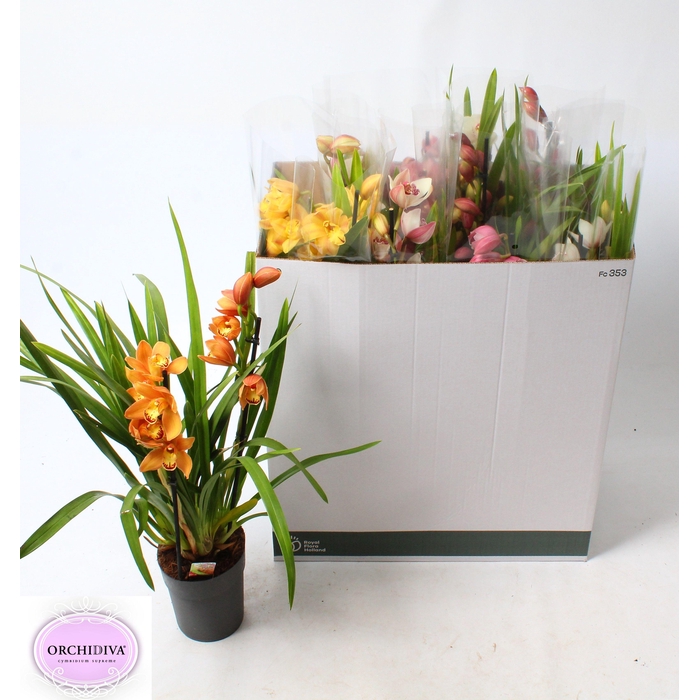 <h4>CYMB GEMENGD</h4>