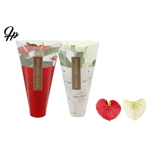 Anthurium Red & White mix in Ruby sleeve