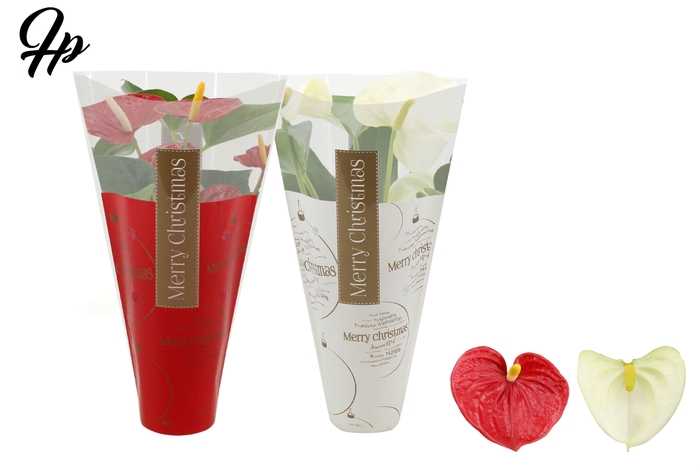 <h4>Anthurium Red & White mix in Ruby sleeve</h4>