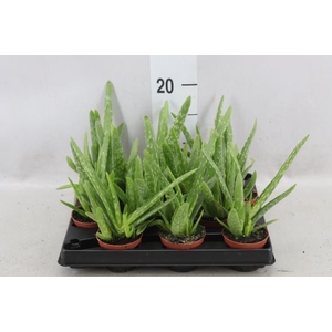Aloe vera