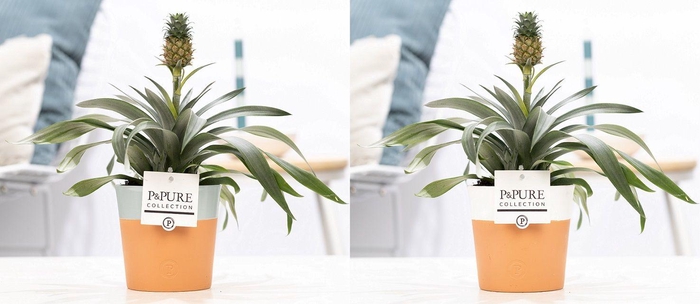 <h4>Ananas Rosita in P&PURE Terra Cotta 4 ass. 2</h4>