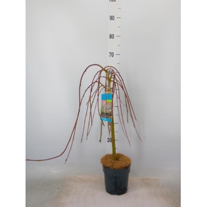 Salix caprea 'Kilmarnock'