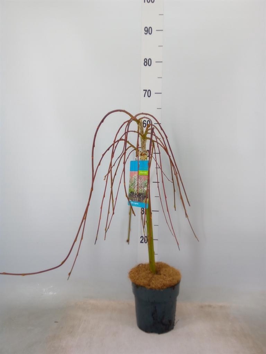 <h4>Salix caprea 'Kilmarnock'</h4>