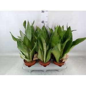 Sansevieria trifa. 'Moonshine'