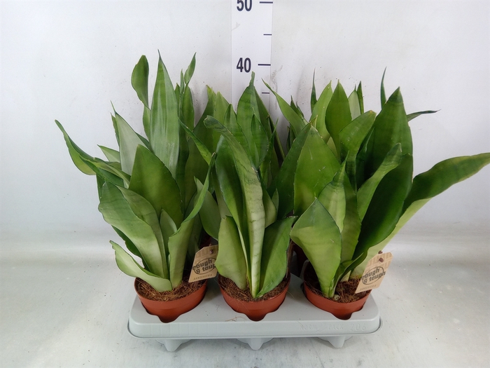 <h4>Sansevieria trifa. 'Moonshine'</h4>