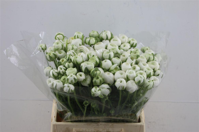 <h4>Ran El White 42cm</h4>