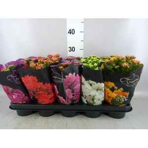 Kalanchoe blos. 'Perfecta'  ..mix 5