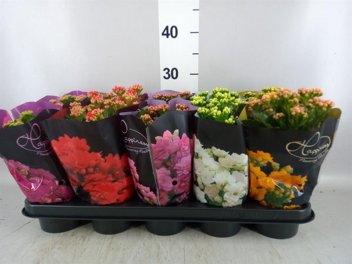 <h4>Kalanchoe blos. 'Perfecta'  ..mix 5</h4>