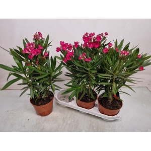 NERI OLEANDER