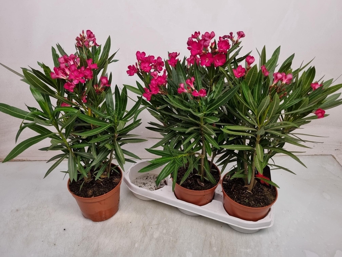 <h4>NERI OLEANDER</h4>