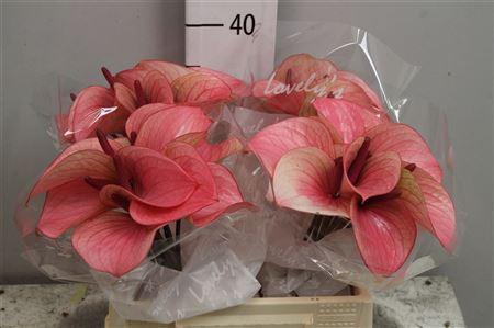 <h4>Anth A Summer Love 40 L35</h4>
