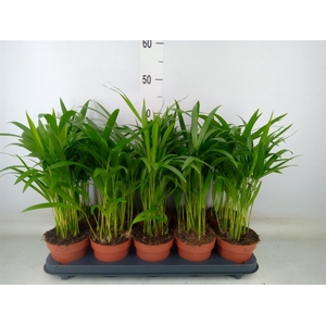 Dypsis lutescens   ...Chrysalidoca