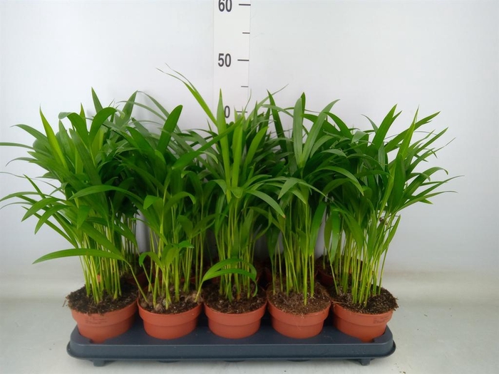 <h4>Dypsis lutescens   ...Chrysalidoca</h4>