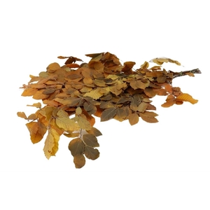 Preserved Beech 80cm 150g