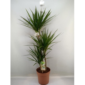 Dracaena marg.