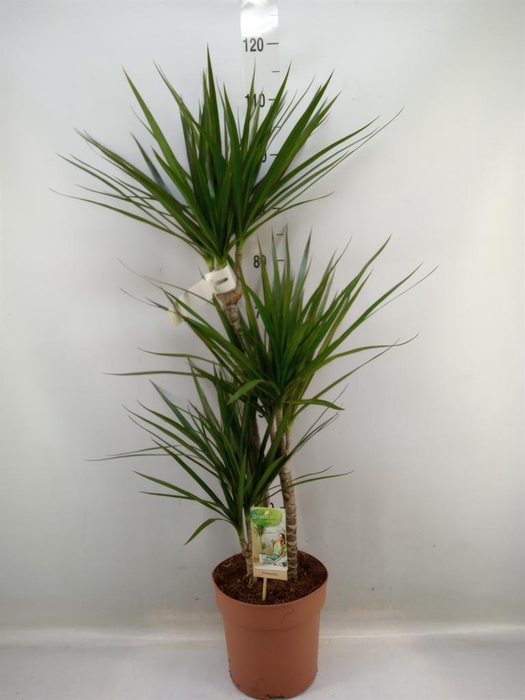 <h4>Dracaena marg.</h4>
