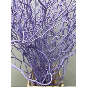 Salix 130cm Light Milka