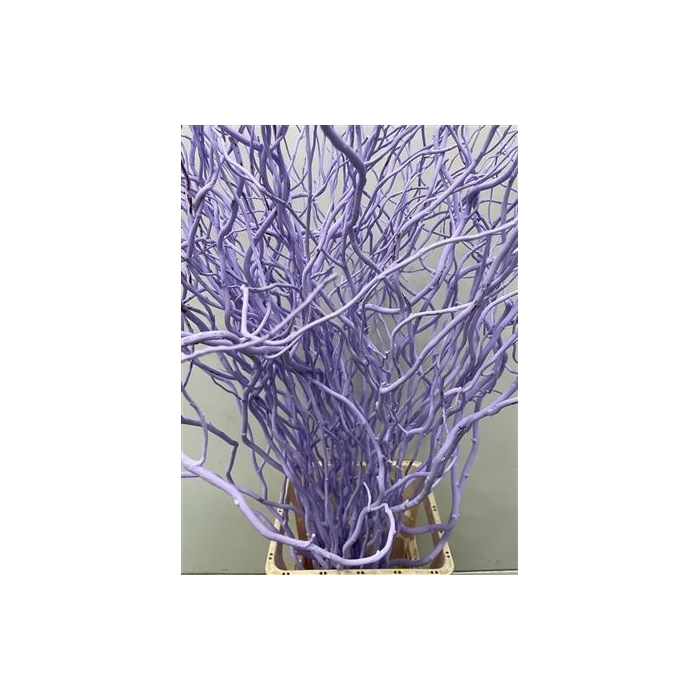 <h4>Salix 130cm Light Milka</h4>