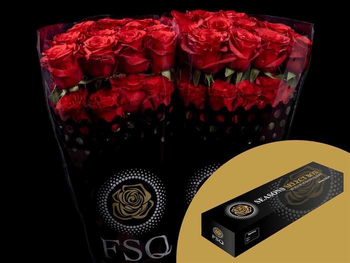 <h4>R GR Mamma Mia Box</h4>