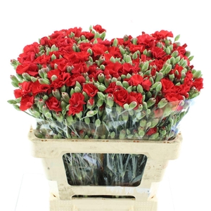 Di Tr Simply Love Red Extra