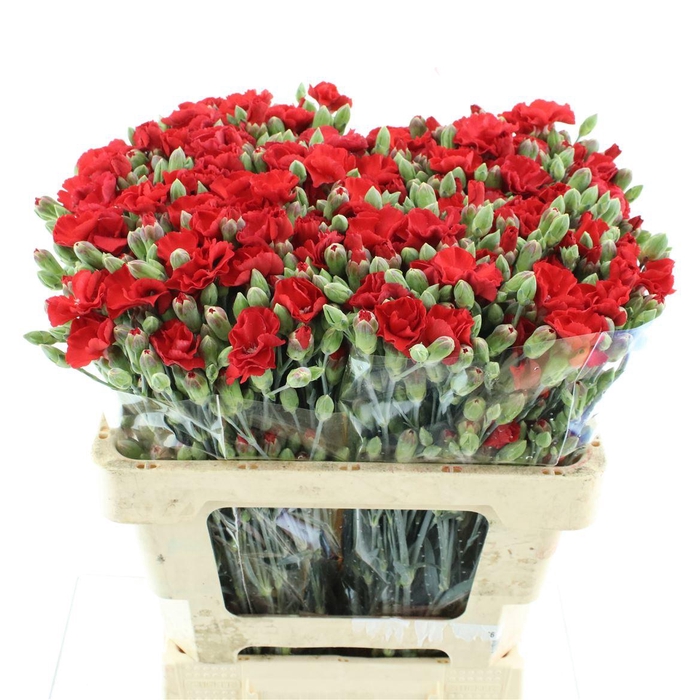 <h4>Di Tr Simply Love Red Extra</h4>