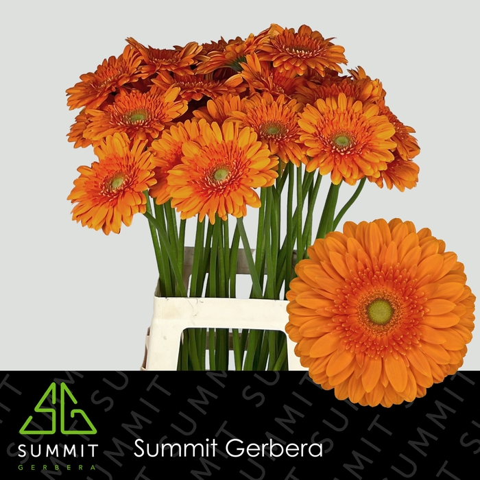 <h4>Gerbera Eureka Lang Gelijk 56cm Water x40</h4>