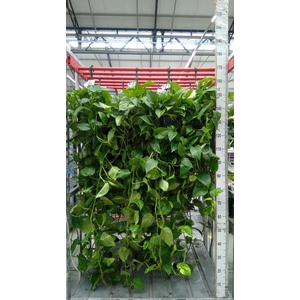 Epipremnum pinn. 'Aureum'  HG
