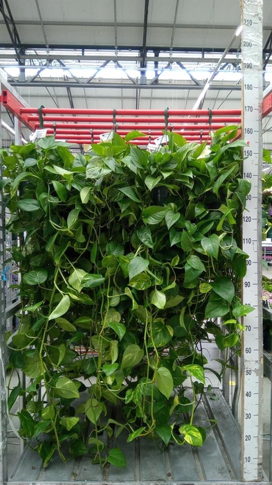 <h4>Epipremnum pinn. 'Aureum'  HG</h4>