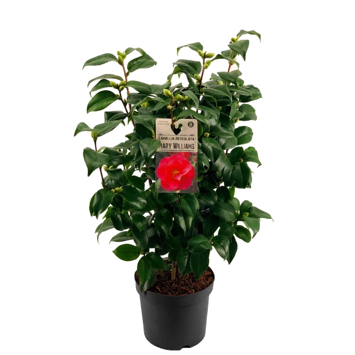 <h4>Camellia Japonica Mary Williams (rood) 15+ knop</h4>