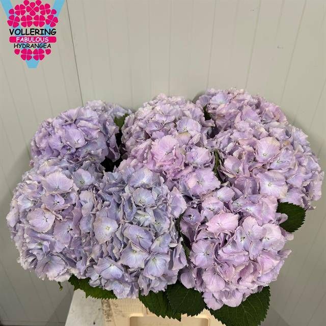 <h4>HYDR M CH VERENA BL</h4>