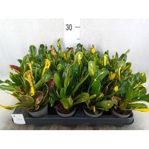 Codiaeum var. GR 'Mammi'