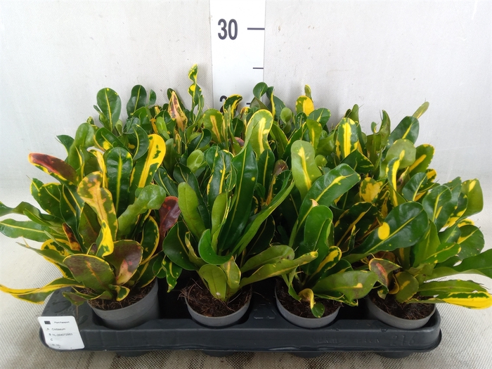 <h4>Codiaeum var. GR 'Mammi'</h4>