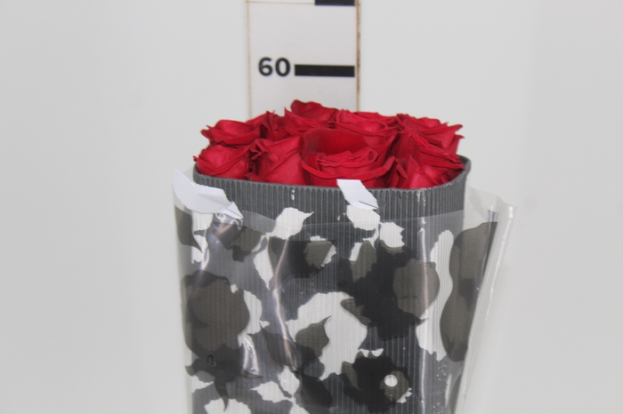 <h4>ROSA VERMELHA FREEDOM 050 IMPORTADA</h4>